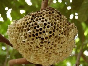 四合院結構 蜜蜂 蜂窩
